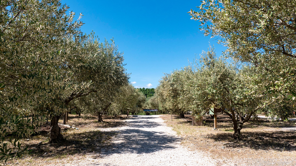 French Olive Oil Tour