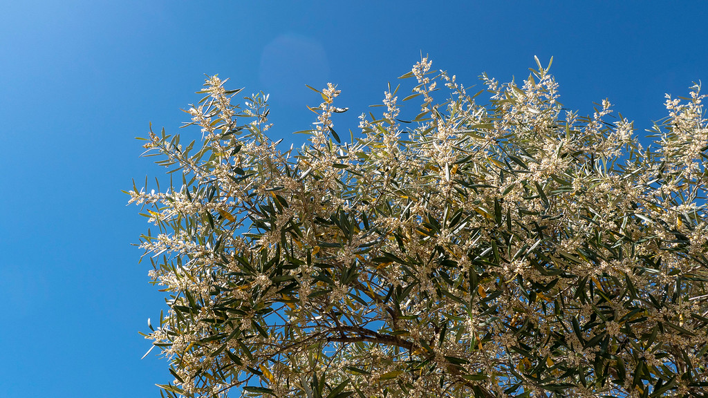 L'Oulibo Olive Oil Collective