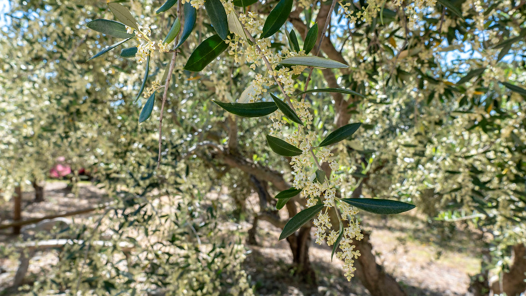 Olive Oil Tour in the South of France - Olive blossoms on trees