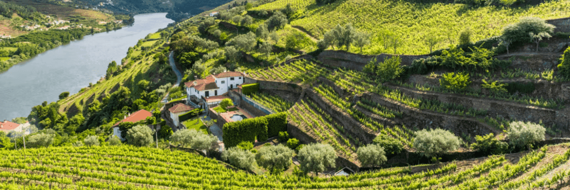 Port Wine Fest NYC: A Celebration of Portuguese Wine + Culture!