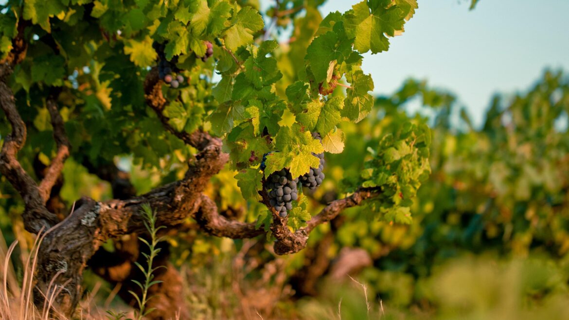 8 Up-and-Coming Varieties to Know from Portugal 8 Up-and-Coming Varieties to Know from Portugal