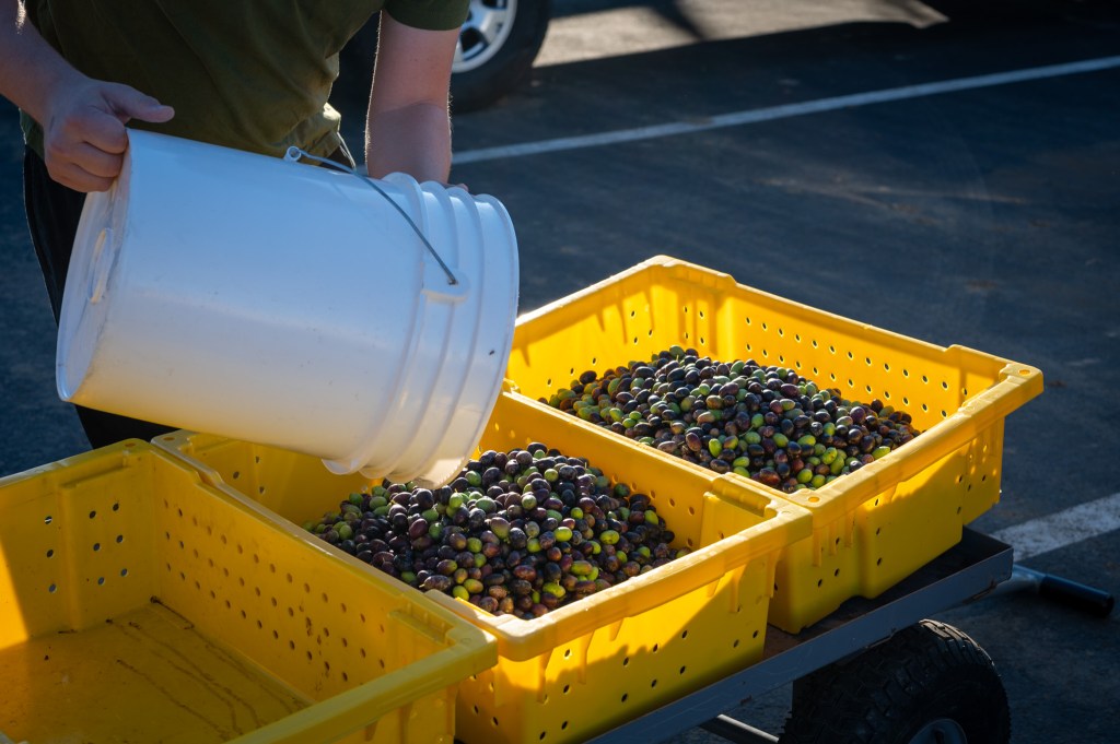 Local olive oil milling season begins – The Vacaville Reporter Local olive oil milling season begins – The Vacaville Reporter