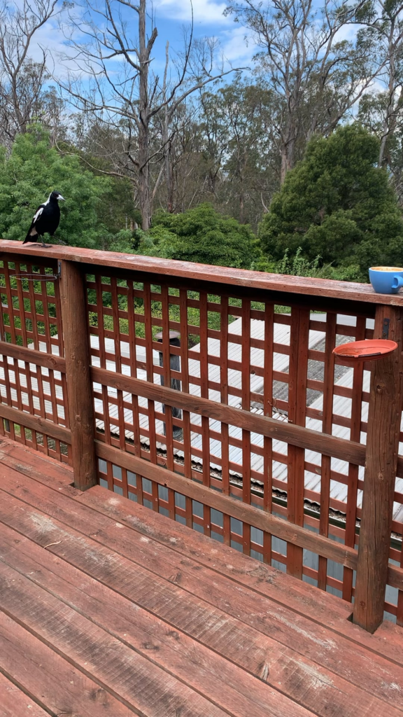 Espresso so good, this magpie had to try it too