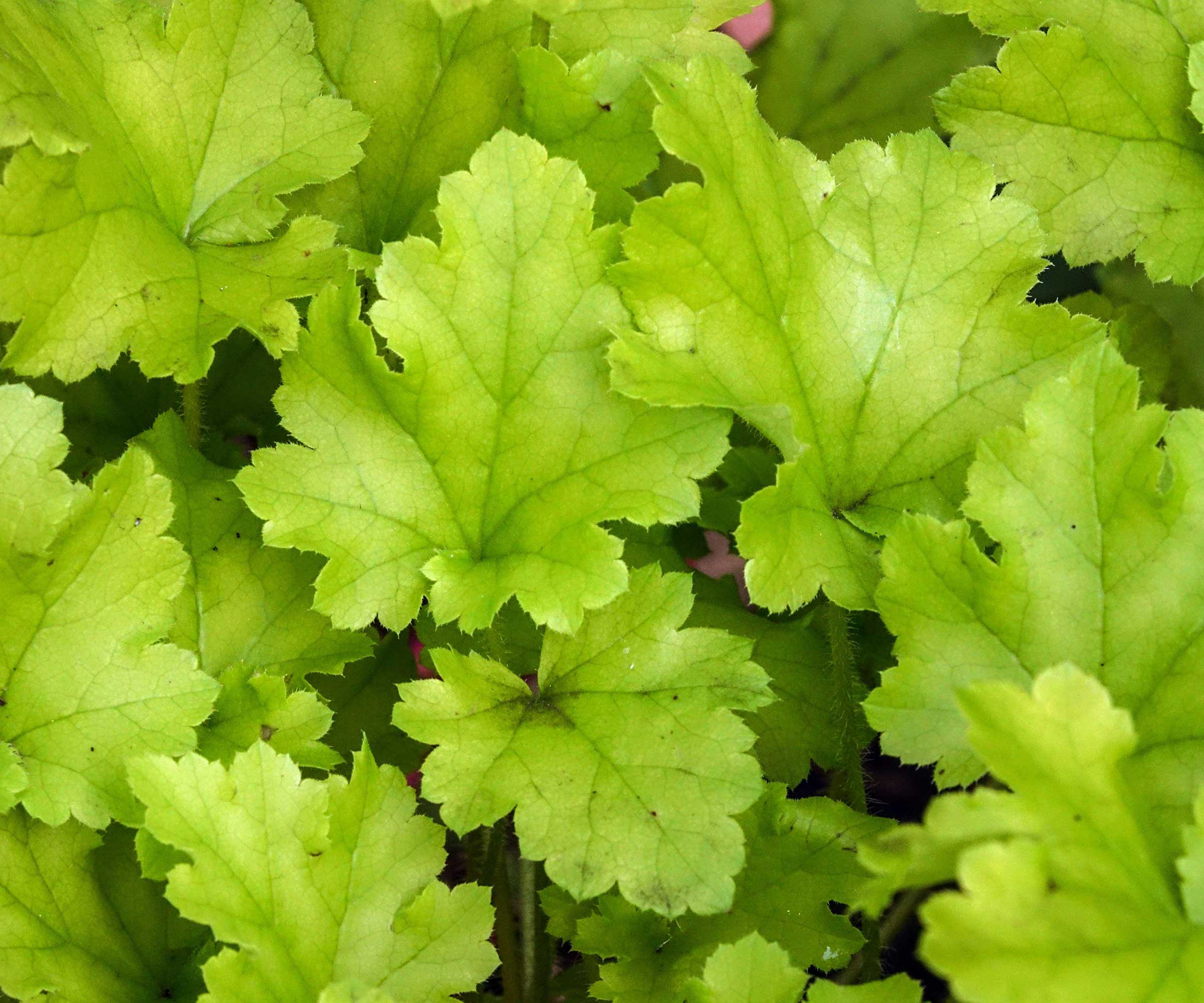 Heuchera 'Lime Marmalade'