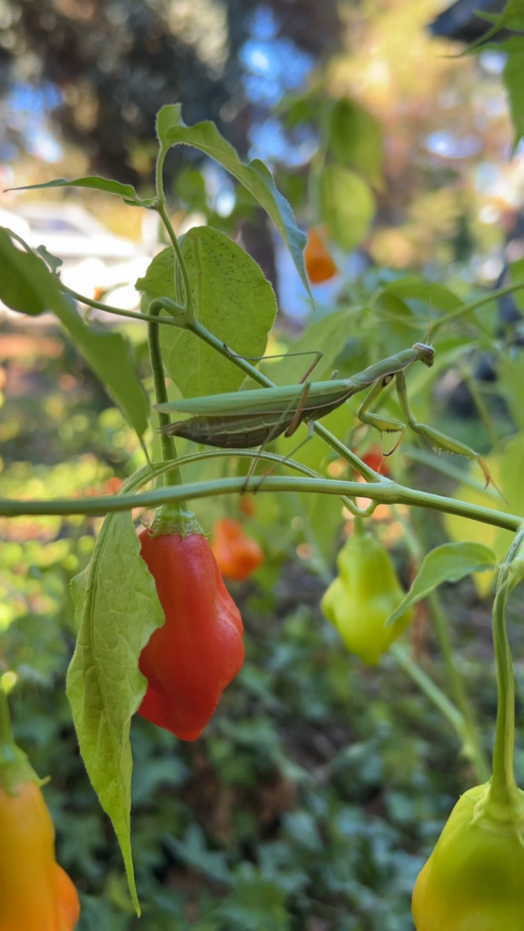 Mr mantis - the guardian of the garden