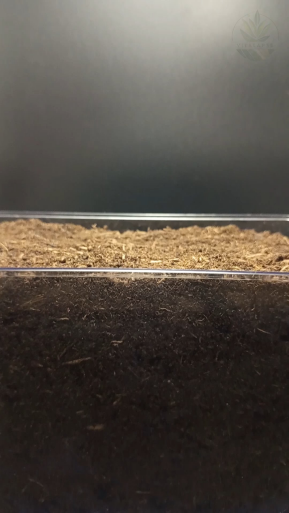 I created an Onion Timelapse.