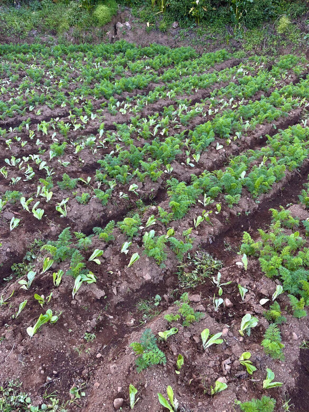 Some carrots refused to give up after the typhoon. Gave them a new romaine roommate. 🥕 + 🥬 = 🌿