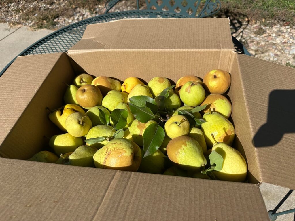 Success with Pear Quick Cook Jam