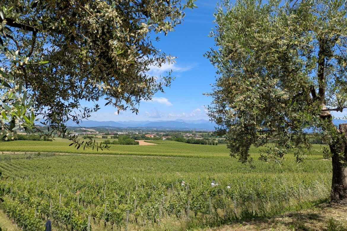 Why you should venture beyond Lake Garda to the little-known vineyards of Lugana for an Italian wine holiday Why you should venture beyond Lake Garda to the little-known vineyards of Lugana for an Italian wine holiday