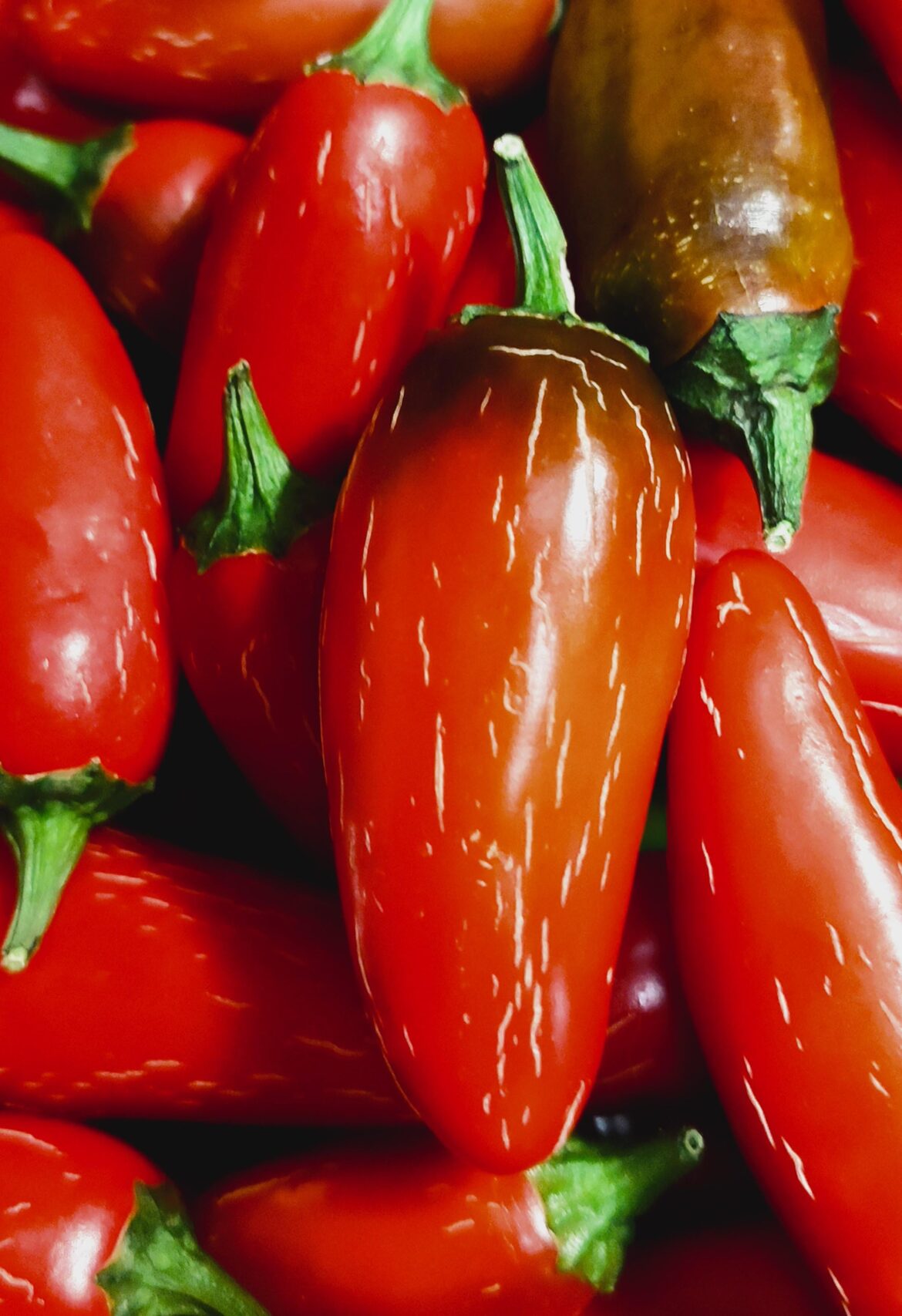 My ridiculously photogenic jalapeno