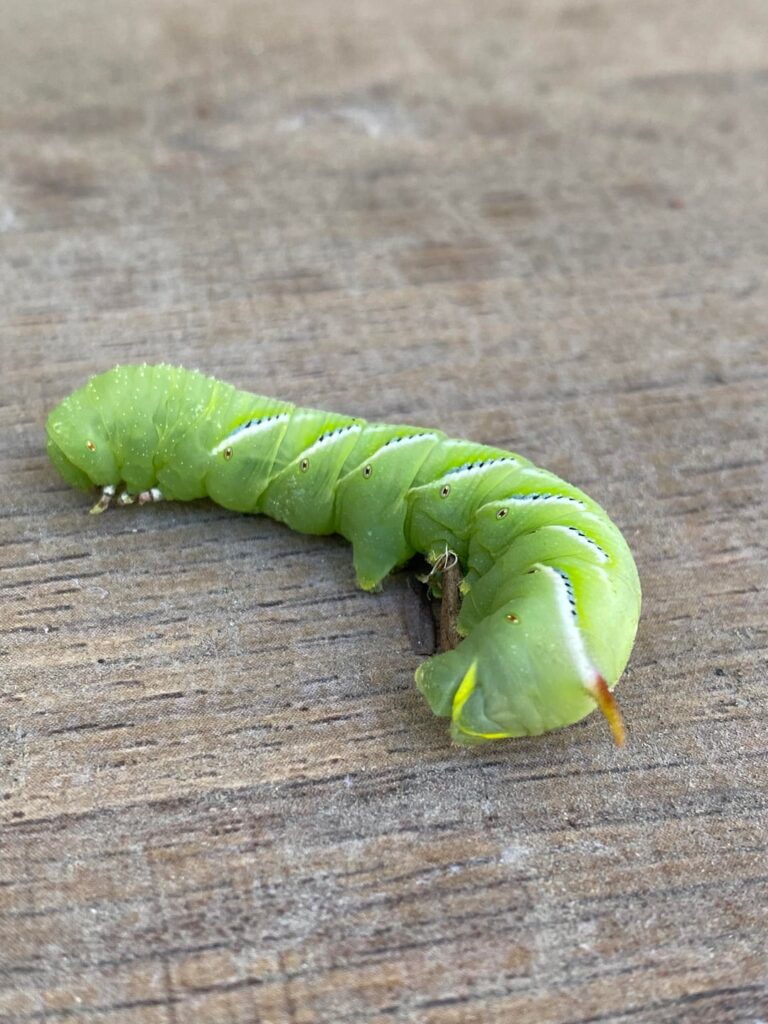 Are these hornworms? If not, what are they?
