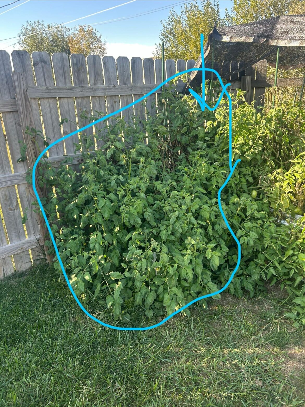 My giant tomato plant produced almost no fruit. My giant tomato plant produced almost no fruit.