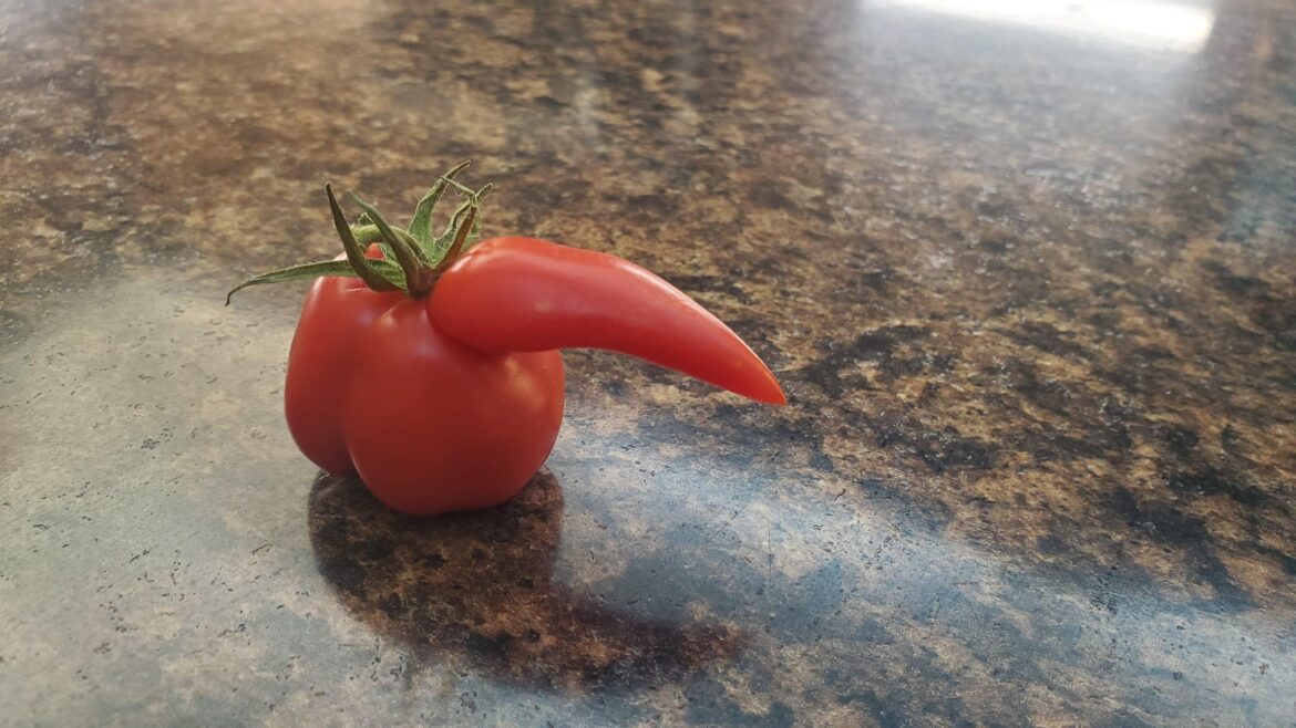 Tomato having an identity crisis.