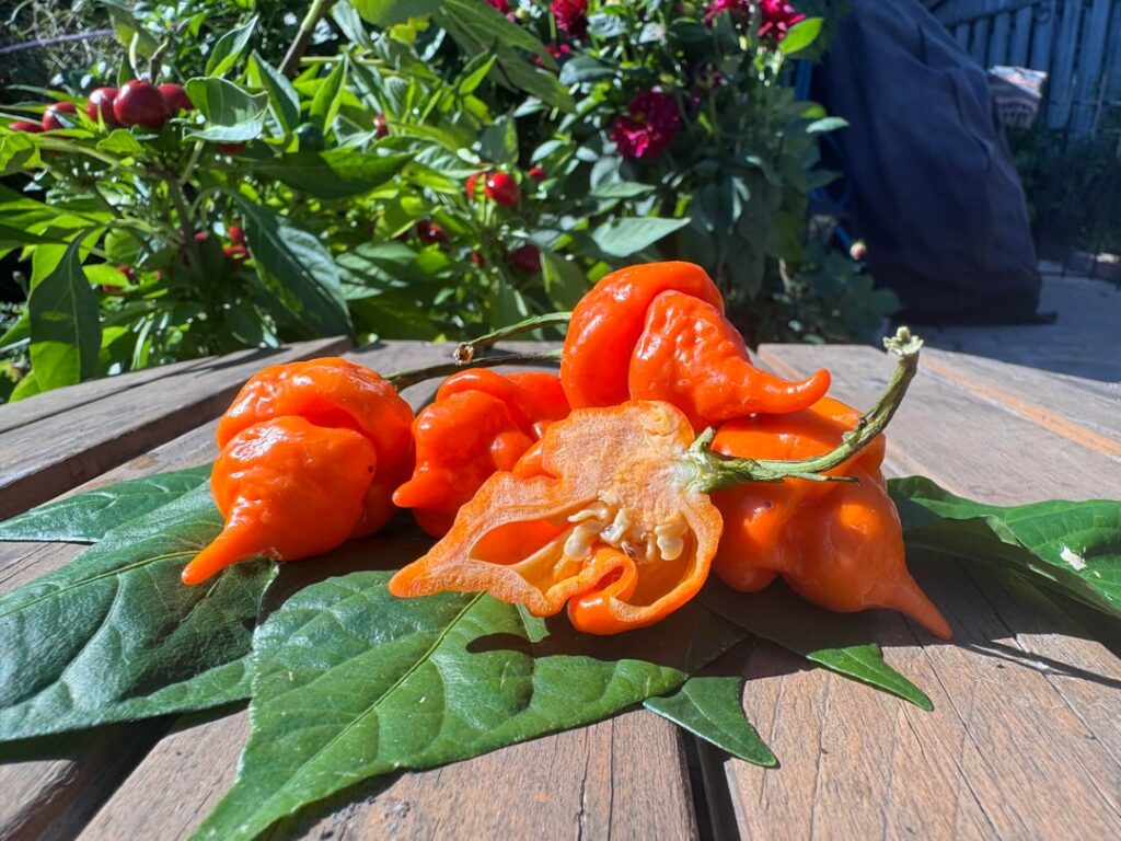 A little photoshoot with my peppers