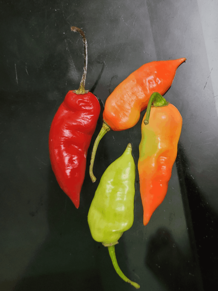 What pepper is this?