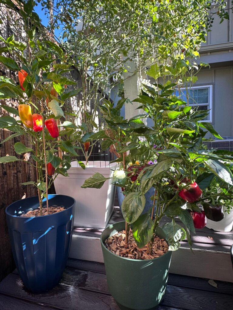 Zone 6a – the wait is finally over! Zone 6a - the wait is finally over!