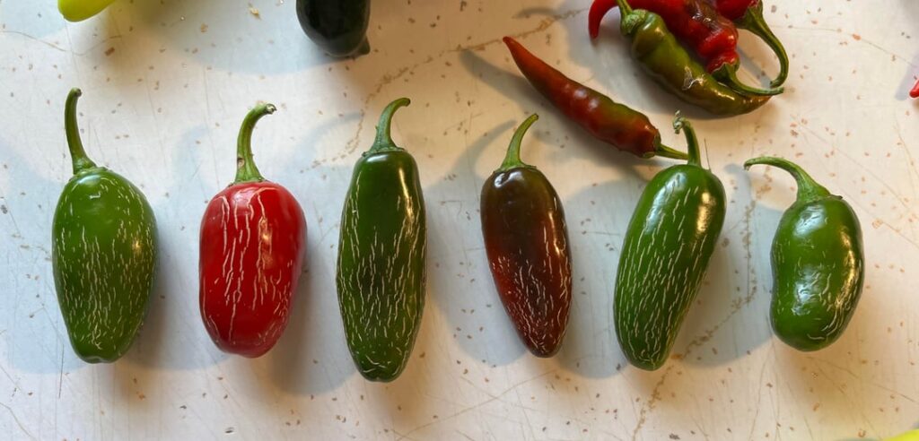 Small but mighty 🥵