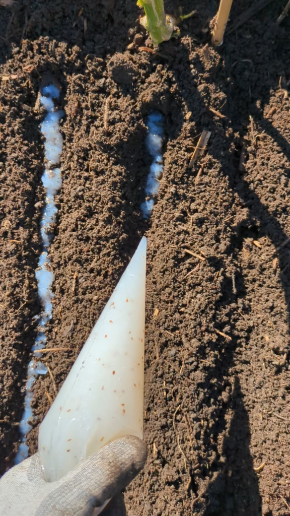 Happy carrot planting everyone 💦