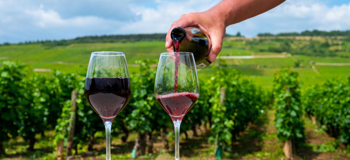 Tasting of burgundy red wine at vineyard
