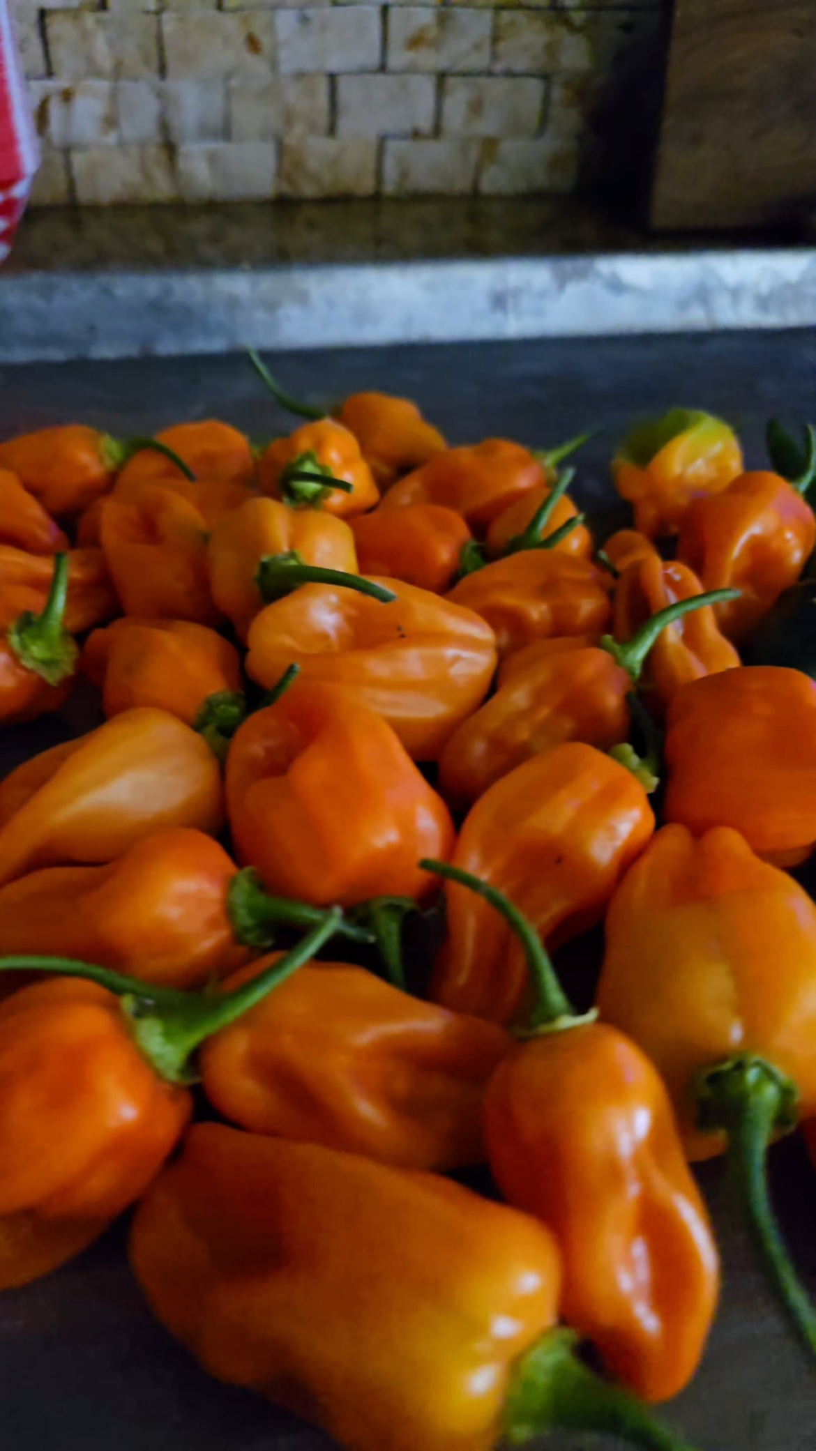 My first time growing Peppers