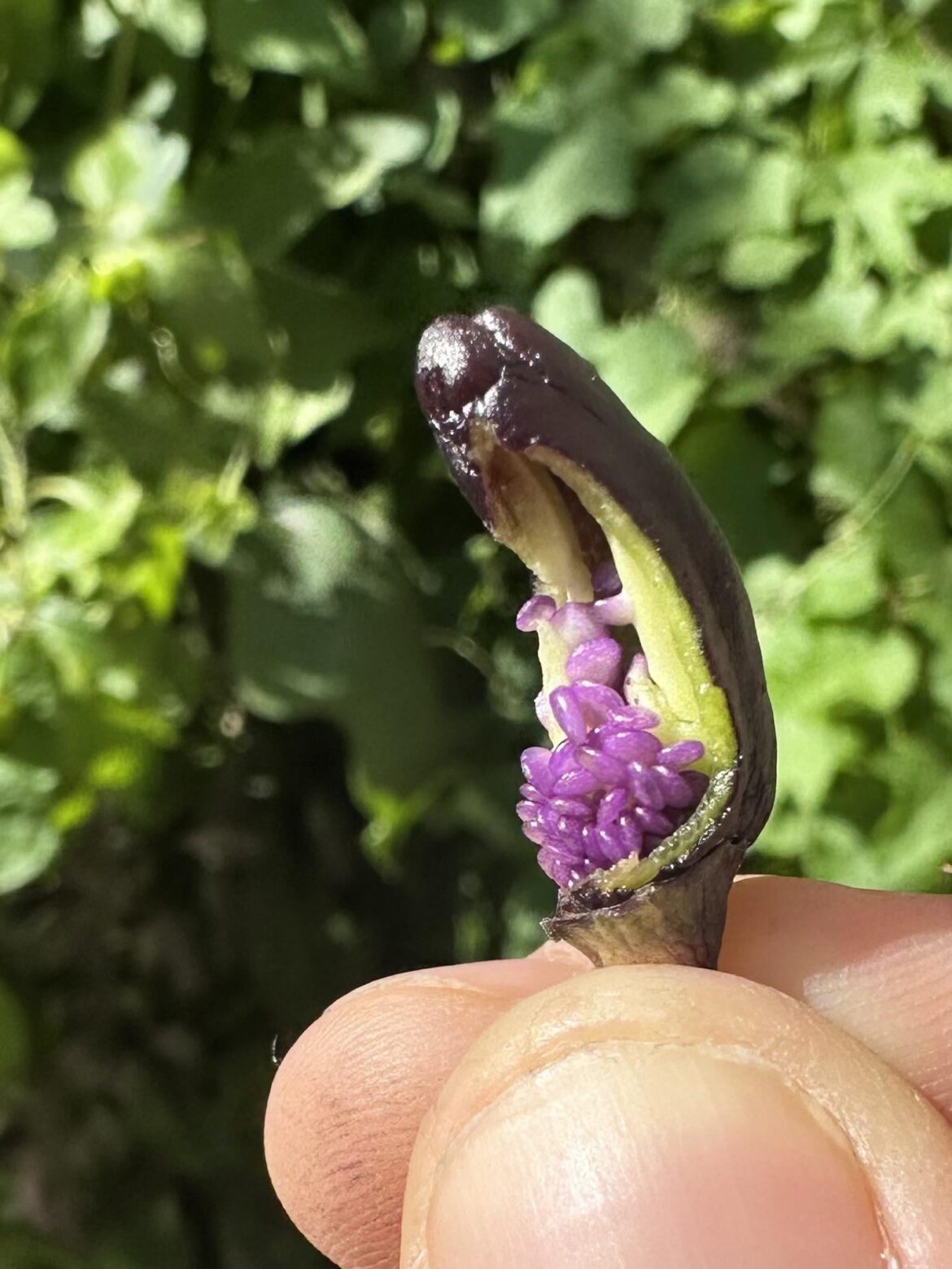 Second generation purple seed