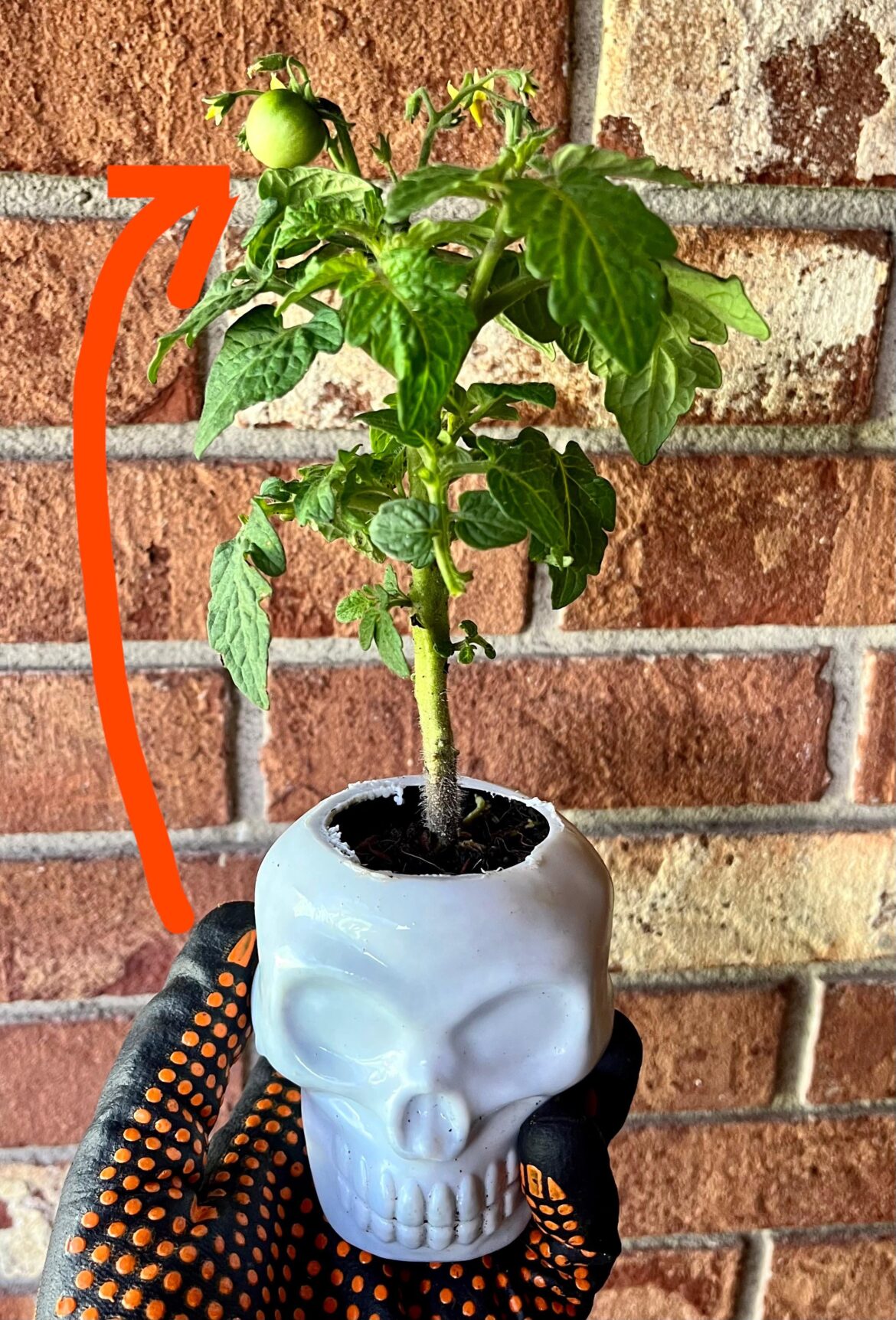 Happy Halloween! Shocked at this fruit I got from this Tiny Tim from seed. Orlando, FL