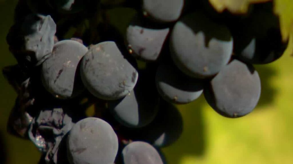 Lodi winemakers face challenges as low sugar levels impact harvest Lodi winemakers face challenges as low sugar levels impact harvest