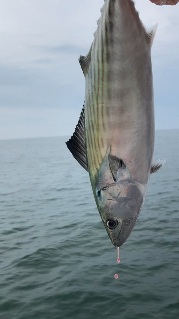 Homemade bonito flakes