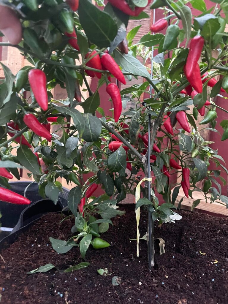 Fish Pepper harvest!