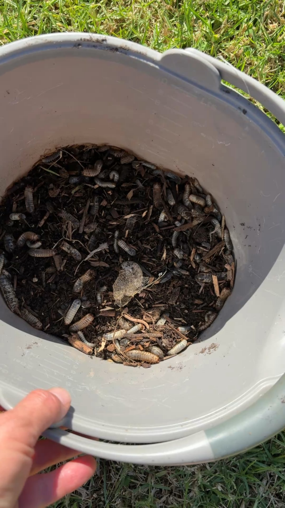 How to control grubs?