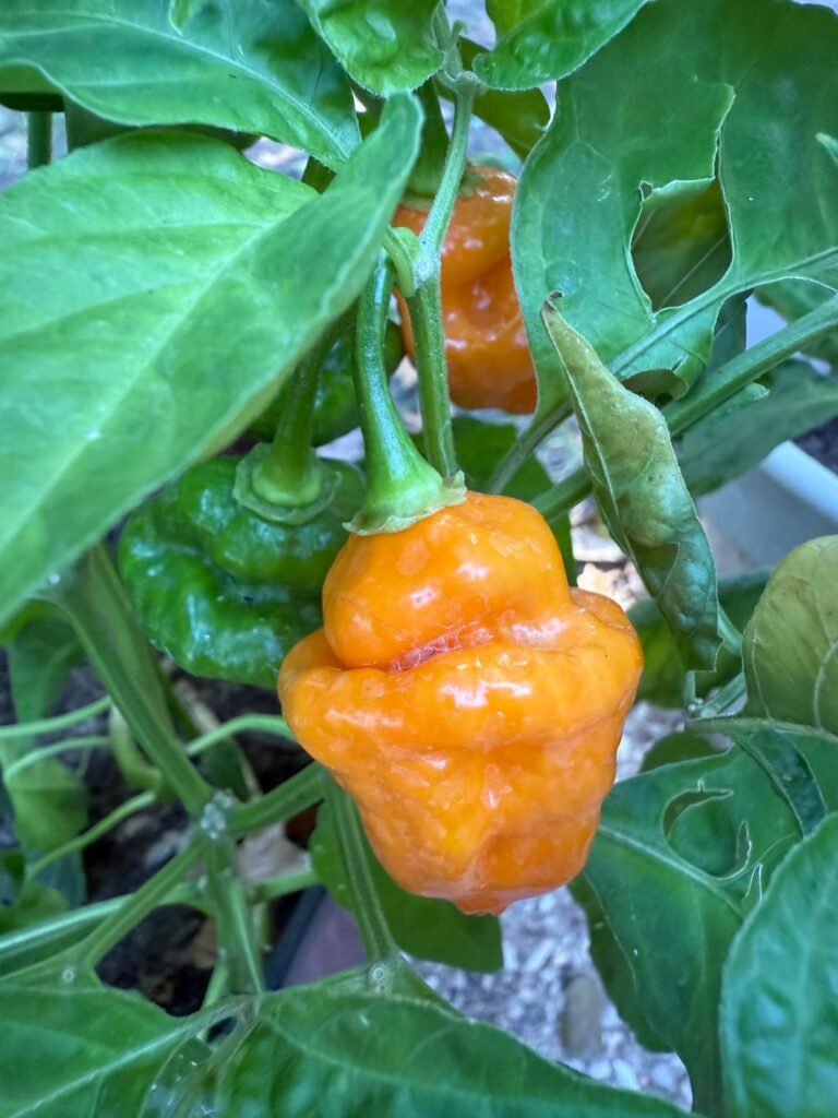 Is this a habanero?