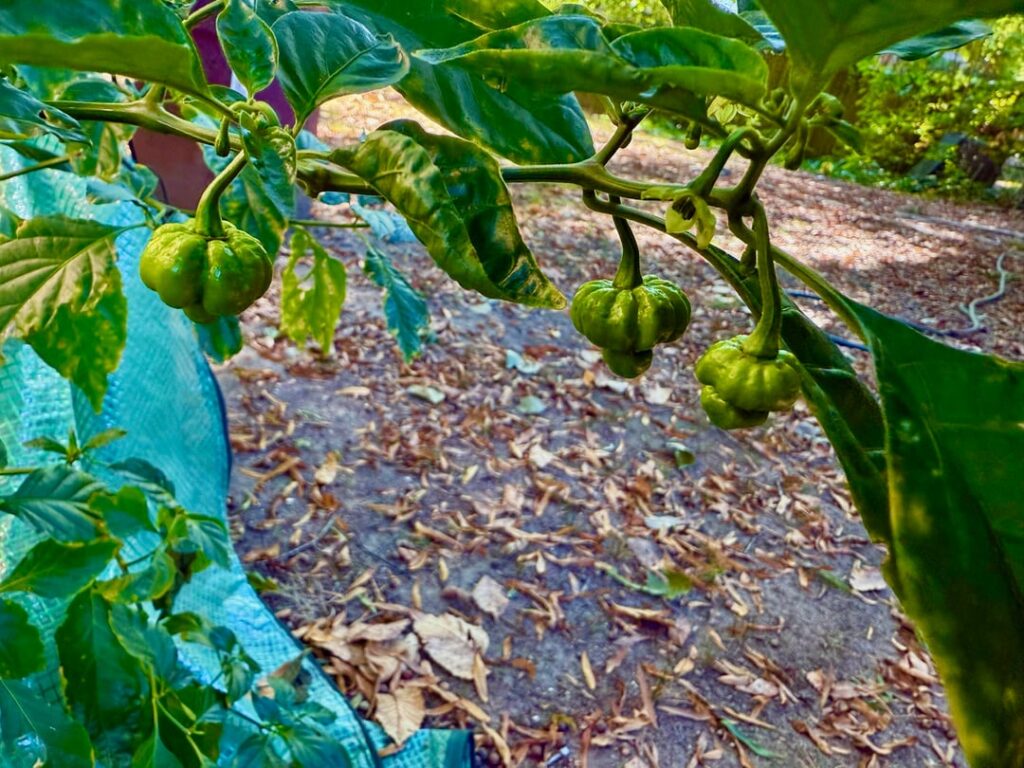 Seasonally Appropriate