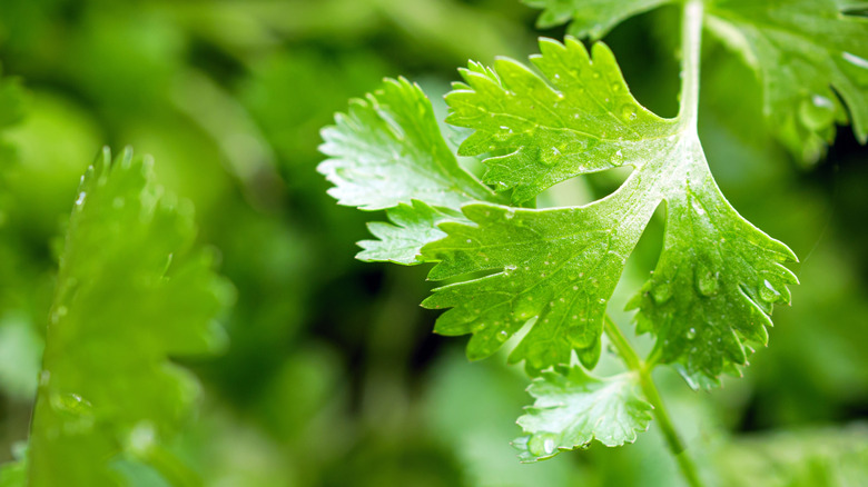A close up photo of a piece of cilantro