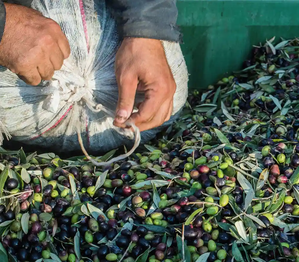 A Cilento producer ties up a bag of freshly harvested olives, the staple food of the region's centenarians | Photo: Depositphotos
