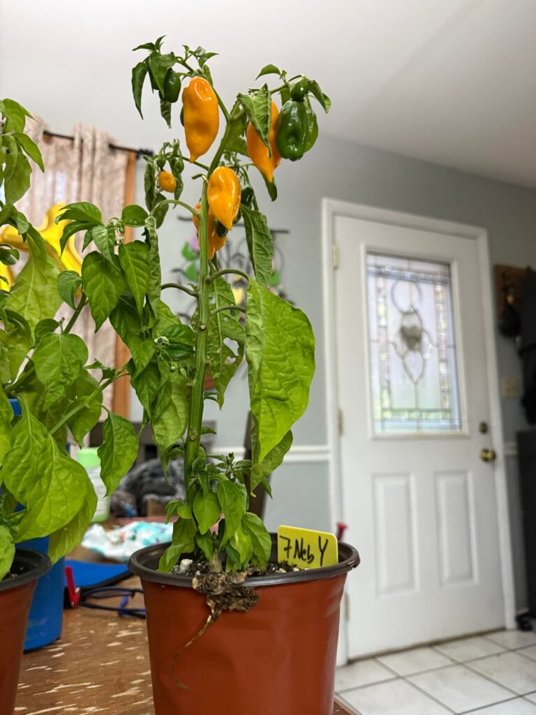 Was gifted some peppers from a coworker. I’m new to this! Where do I start? Was gifted some peppers from a coworker. I’m new to this! Where do I start?