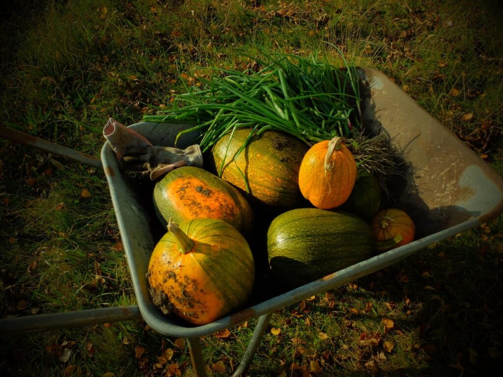 Frost has arrived, so this is my last harvest of the year