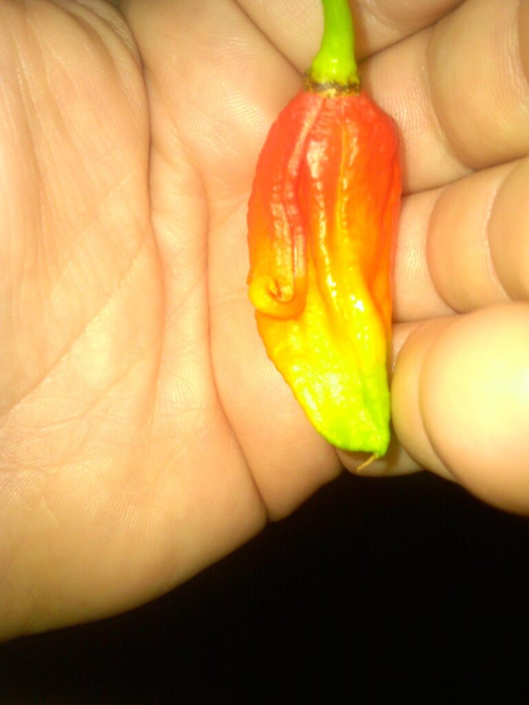 Never seen this before in a ghost pepper