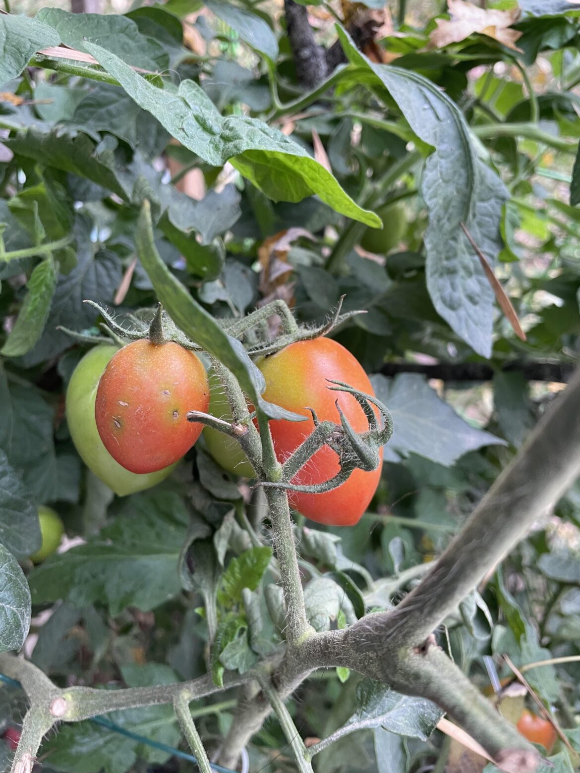 Why are they ripening so early?