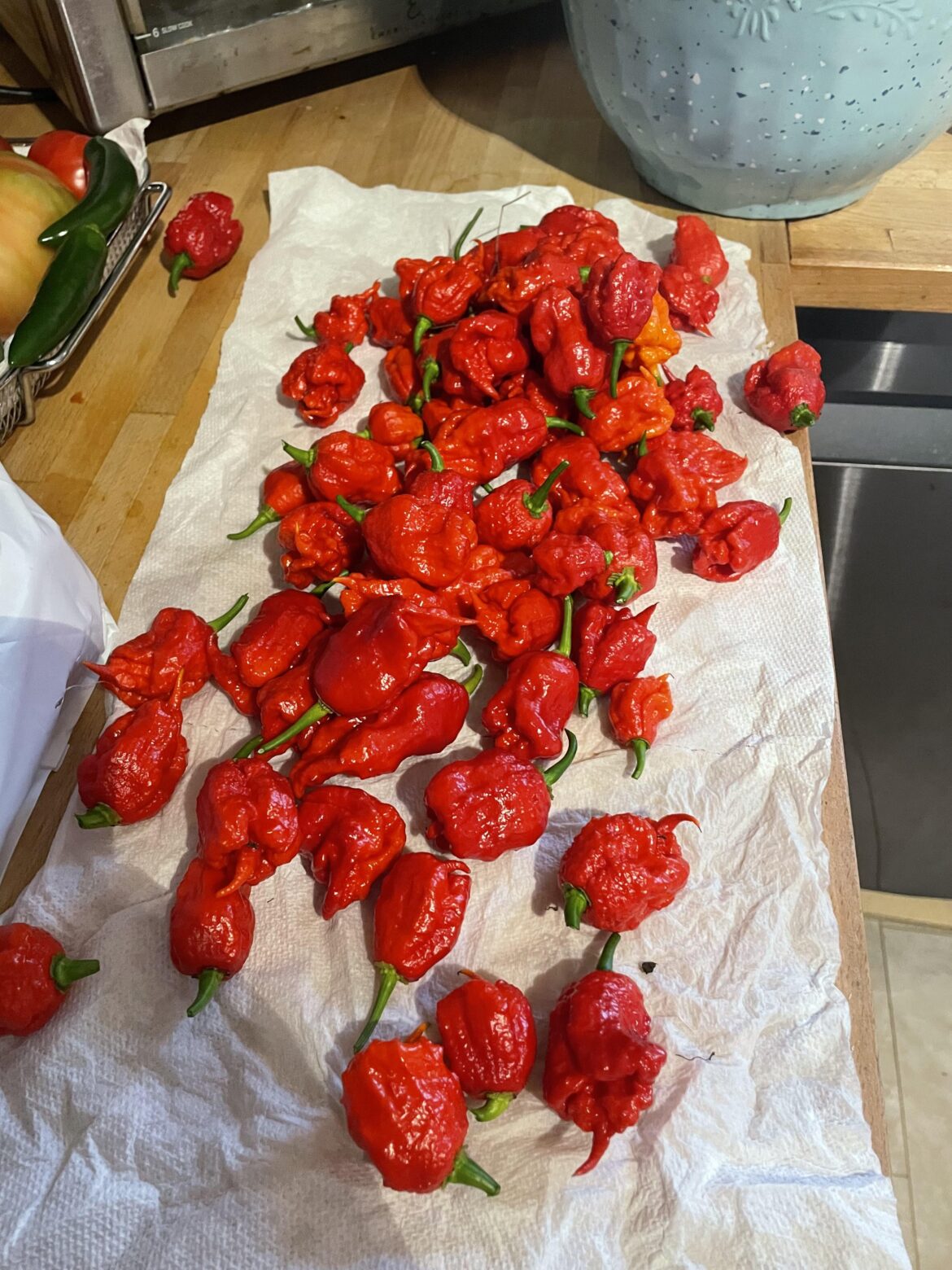 Harvested one plant. Carolina reapers. What to do with them? Harvested one plant. Carolina reapers. What to do with them?