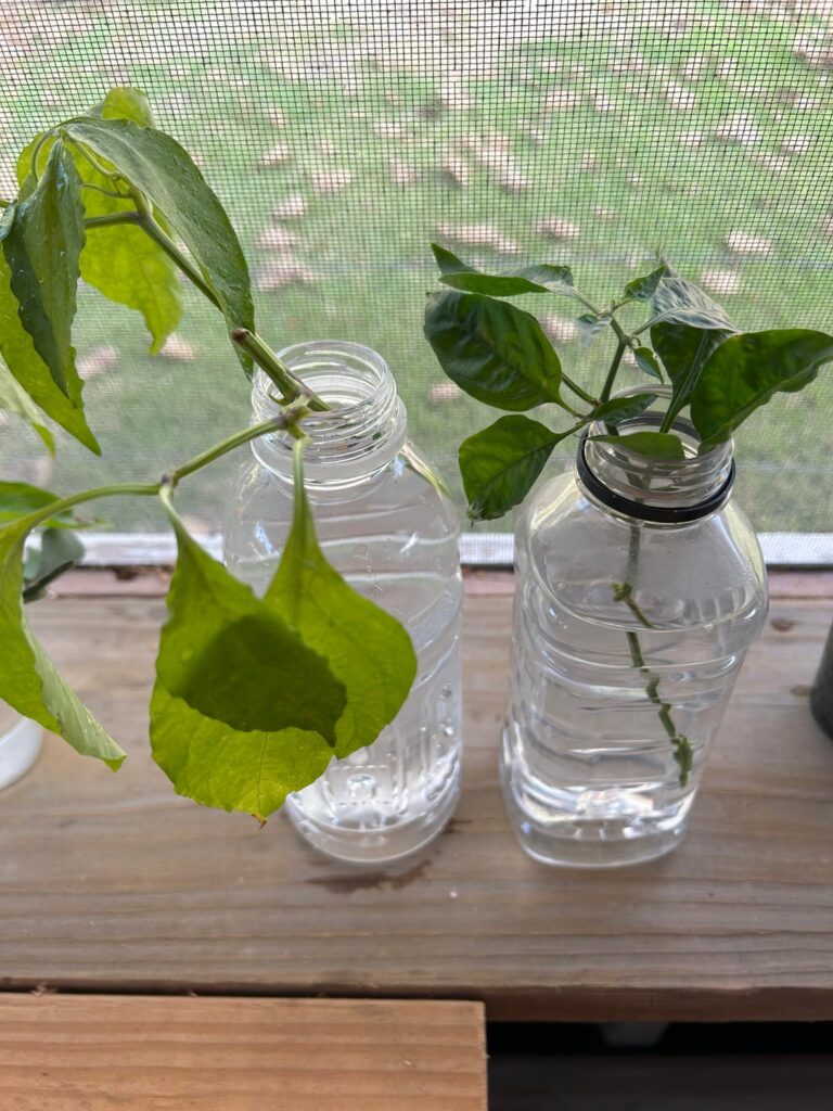 Anyone propagating peppers?