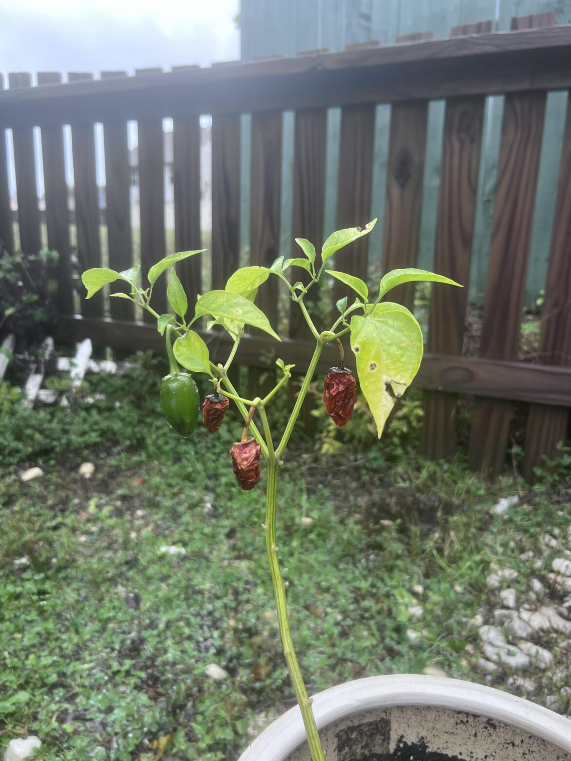 Help identifying Help identifying