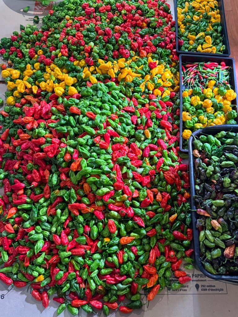 That’s a wrap - aftermath