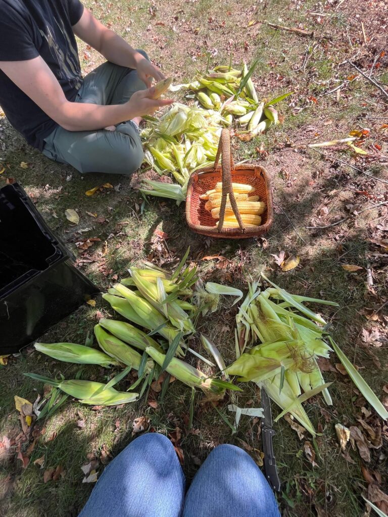 Last corn harvest for the year