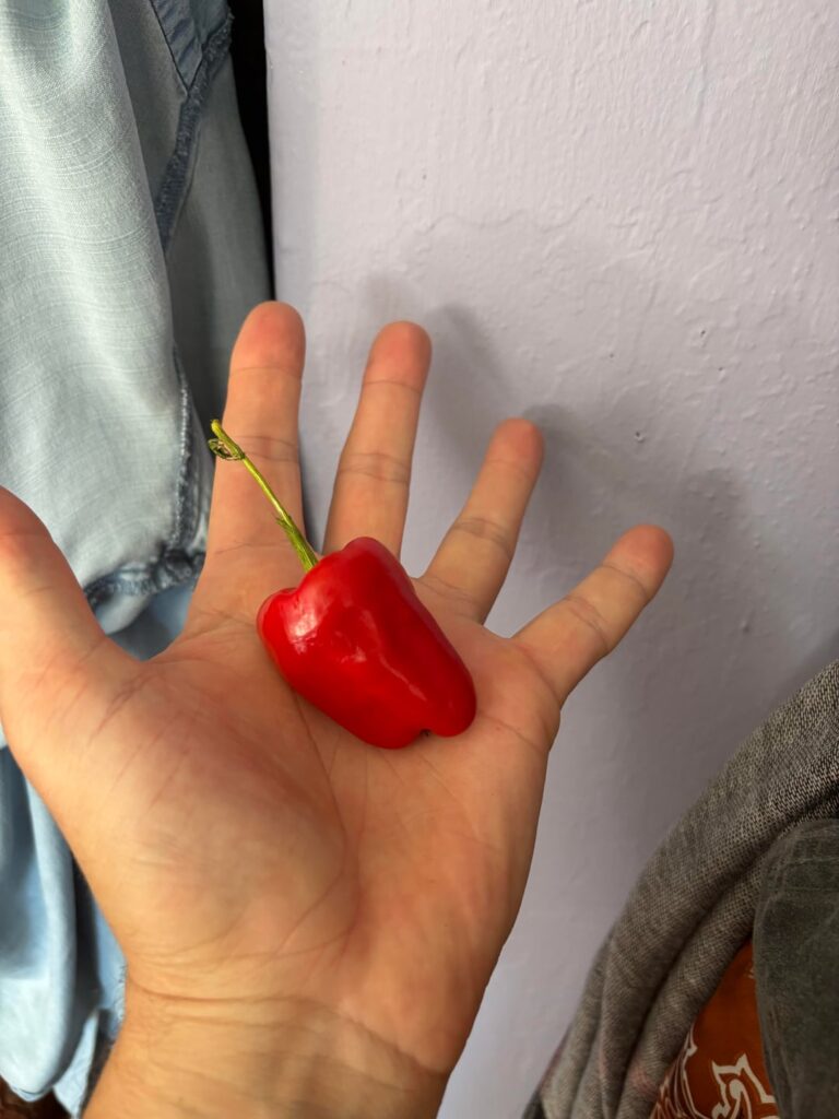 pepper ID please, pretty hot also