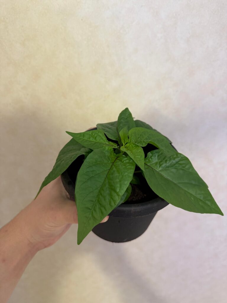 Growth Progress Growth Progress