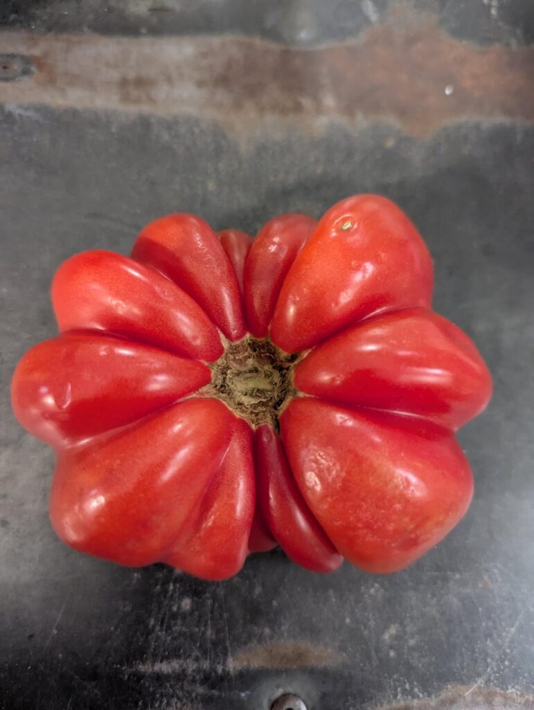 Does anyone know what type of tomato this is? A friend of mine gave it to me and he forgot.
