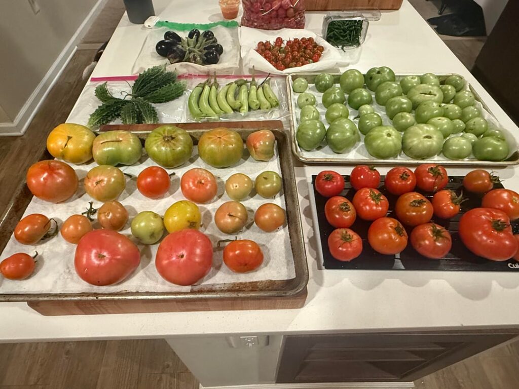 End of season - more than just tomatoes!!