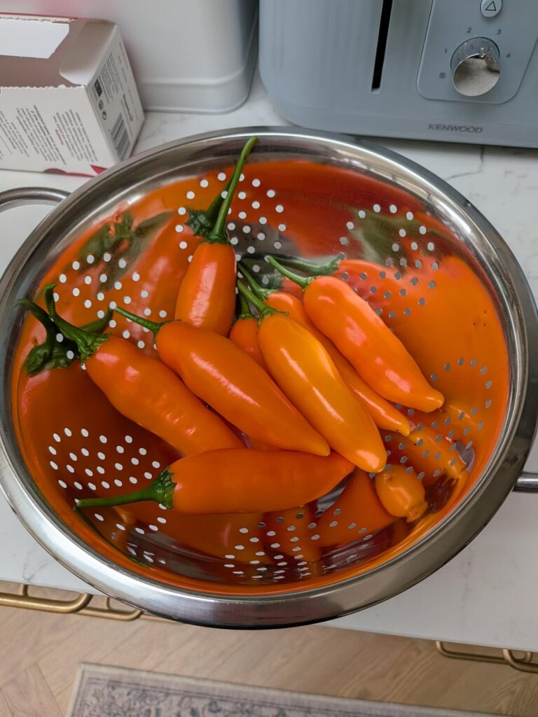 Aji Amarillos are massive