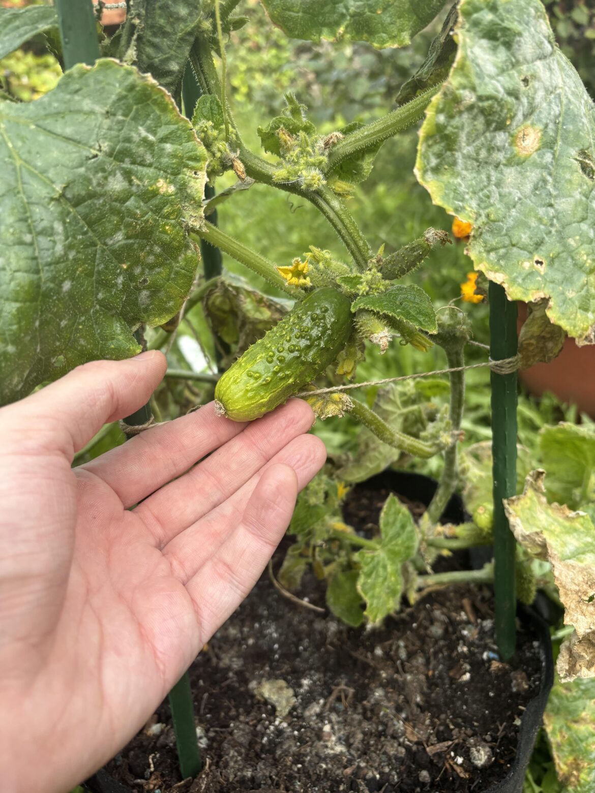 First cucumber