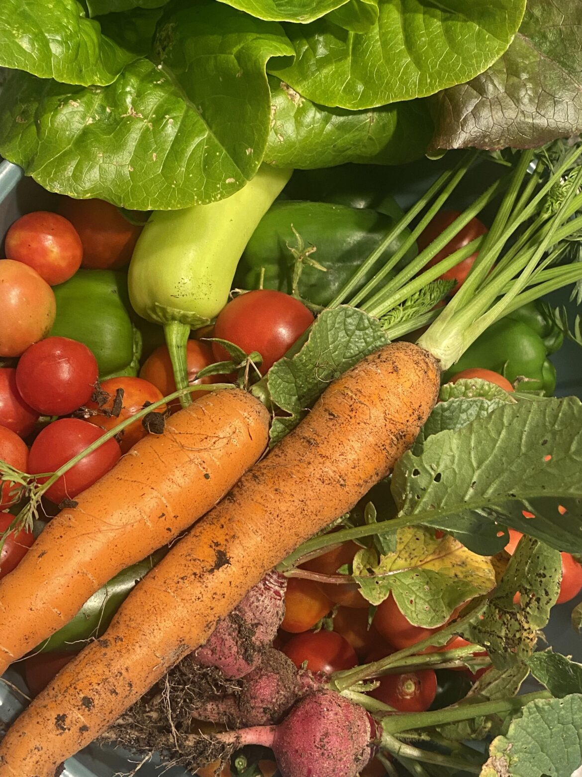 I cannot believe I’m still getting this in October! It’s been my best garden year yet.